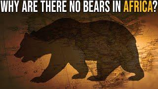 Why Are There No Bears In Africa?