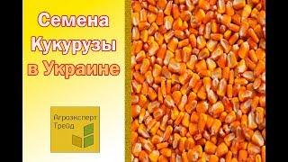 Семена Кукурузы  Купить в Украине  от Агроэксперт Трейд