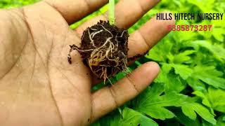 Hills Hi-tech Nursery   சாமந்திப்பூ நாற்றுகள்  chrysanthimum