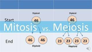 Mitosis vs Meiosis (updated)