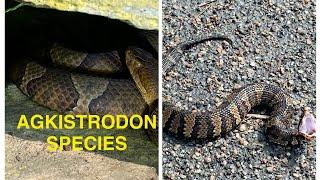 Agkistrodon Species from ( 2024)- Copperheads and Cottonmouths