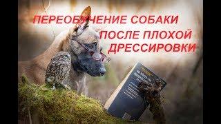 Переобучение собаки после некачественной дрессировки. "Школа Гайдука"