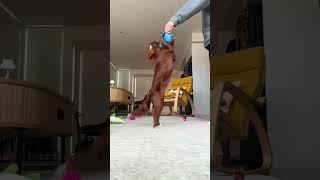 Cavoodle Walks on Two Feet to “Who Let the Dogs Out”!#shorts