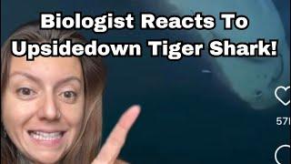 Shark Biologist Reacts To Upside-Down Tiger Shark!