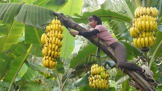 Harvest Big Bananas Go To Market Sell, Buy Ducklings To Raise | Anh Free Bushcraft