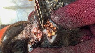 Removing All Ticks From Dog - Dog Ticks Removing Clip - Ticks Removal Videos EP 24