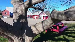 Brookfield Orchard