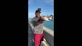 MASSIVE Bull Shark eats Cobia during release (Florida Keys Bridge Fishing)