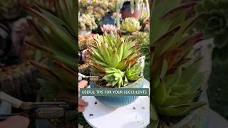 Beginner Succulent Plants: Easy Care Tips to Grow Thriving Succulents