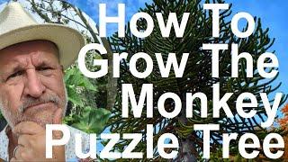 How To Grow and Plant The Monkey Puzzle Tree - Araucaria araucana