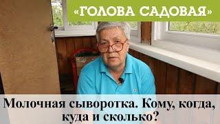 Голова садовая - Молочная сыворотка. Кому, когда, куда и сколько?