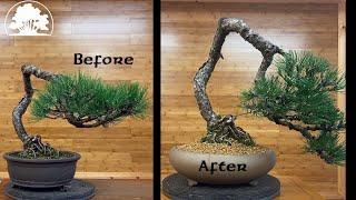 Pinus Nigra Restyle + Repot - Greenwood Bonsai