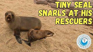 Tiny Seal Snarls At His Rescuers