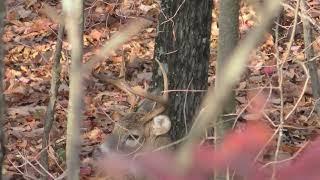 Nov 7 Buck and Doe encounter