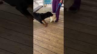 Video of adoptable pet named Grady