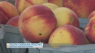 SC peach season