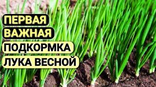 Чем подкормить ЛУК весной для хорошего развития. Самая ВАЖНАЯ ПОДКОРМКА.