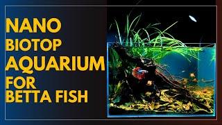 Betta Fish Tank Set up - Nano Biotope Aquarium | Aquascape Tutorial