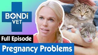 Kitten May Be Stuck Inside Mother's Womb  | Bondi Vet Coast to Coast Season 1 Ep 4 | Full Episodes