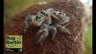 Episode 26: Spider Sense Part 2: Unraveling the Secrets of Arachnids