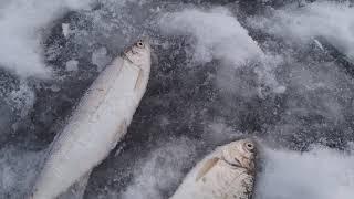 Мобильная палатка на зимней рыбалке 2019.  Mobile tent on a sled for ice fishing