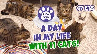 A Day In My Life With 11 Cats January 2024 - S7 E18 - Lucky Ferals Vlog - Life With 11 Cats