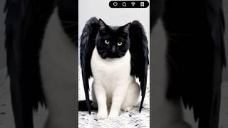 White vs black cat #catvideos #cat #kitten #cute #happycat #cutecat #funnycats #pets #animals