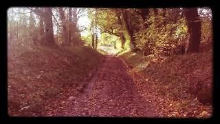 Field Walking Freaks : woodland walk :