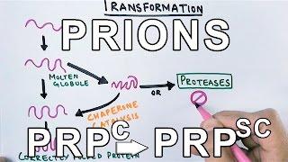 Prions-What are they ? Protein Misfolding Mechanism