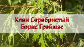 Клен серебристый Борнс Грэйшэс  Обзор: посадка и уход. крупномеры клена: описание и особенности