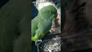parrot friends #shorts