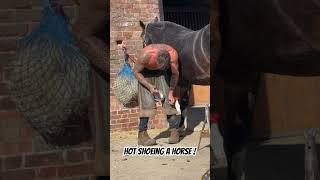 Farrier hot shoeing a horse! #horse #farrier #asmr #equestrian #satisfyingvideos #hotfit