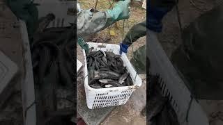 Fish FARMING Catching Harvesting  #fishing #farming #fish #familyfarm #fishfamily #aquaculture