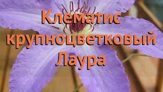 Клематис крупноцветковый Лаура (clematis laura)  Лаура обзор: как сажать, саженцы клематиса Лаура