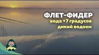 Ловля дикого карпа поздней осенью, ранней весной, вода 7 градусов. Флет-фидер.