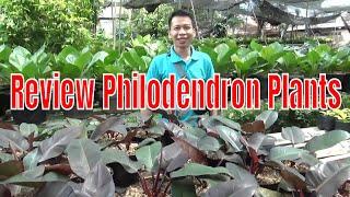 Review of Philodendron plants in Fairuz Orchid Bogor by Orchid Nursing Home