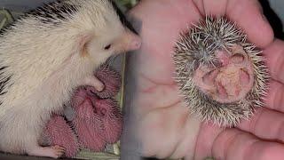 Hedgehog babies growing up 1 to 14 days, hoglets