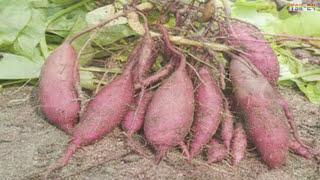 WOW! Amazing Agriculture Technology - Sweet Potato