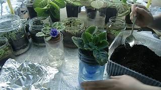 ЛАЙФХАК !Как укоренить макушку фиалки с помощью фольги ! How to root a violet