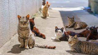 A Day on Japan’s Cat Island with 200 Cats and Wildlife | Ainoshima Island