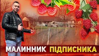 Смакота від підписникаОгляд неймовірної ягідної плантації‼️