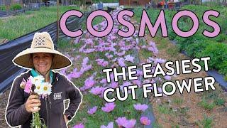 How to Grow Beautiful Cosmos Flowers: A Beginner's Guide