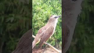 trucukan gacor pikat ini mampu bikin bunyi trucuk lain