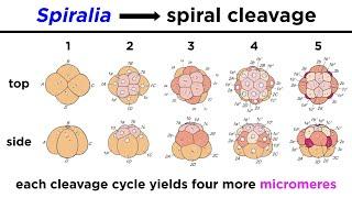 Introduction to Spiralia and Lophotrochozoa