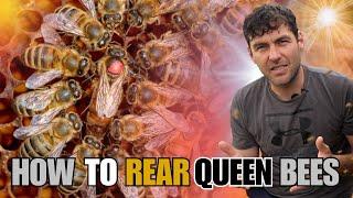 Simple Method To Raise Queen Bees