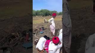 Rajasthani Desi life #malwa #madhyapradesh #villagelife #desi #life #youtubeshorts #shorts #viral