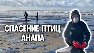 Спасение птиц в Анапе. Катастрофа на Чёрном море прямо сейчас