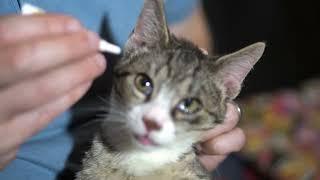 Why Are Cat's Eyes Watery? How To Identify and Treat A Cat's Eye Infection