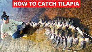 HOW TO FISH FOR LARGE TILAPIA, ALL YOU NEED TO KNOW ABOUT TILAPIA FISHING, TILAPIA BAIT!