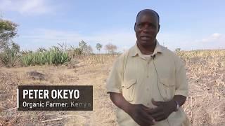 How Organic Farmers ‍ ‍ dealing with Drought in Kenya 